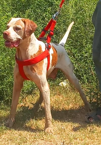 pure English pointer male full train jall and fair healthy and active