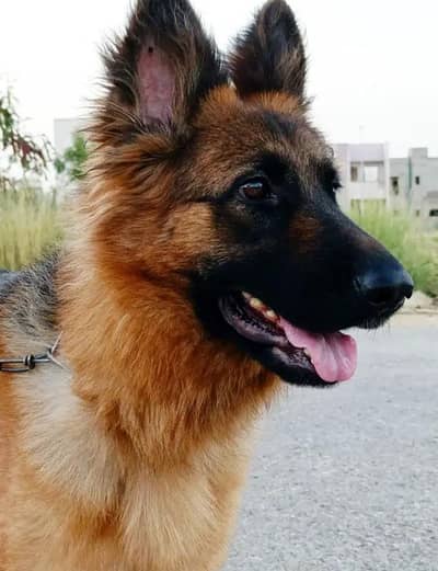 German shepherd
