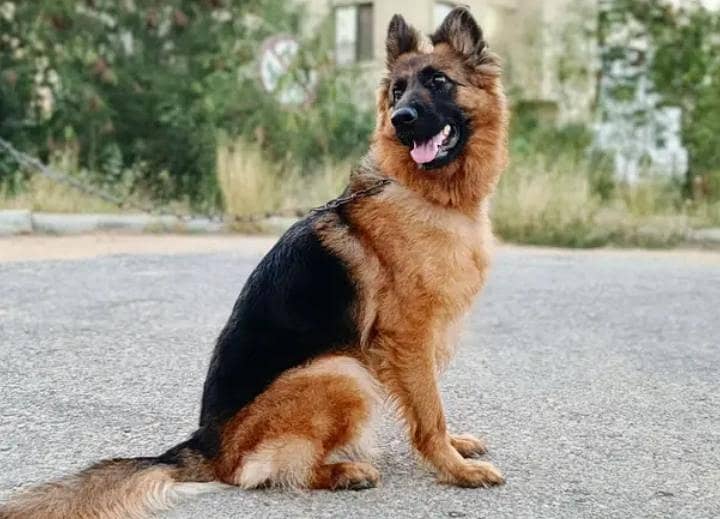 German shepherd +92 334 8670676 1