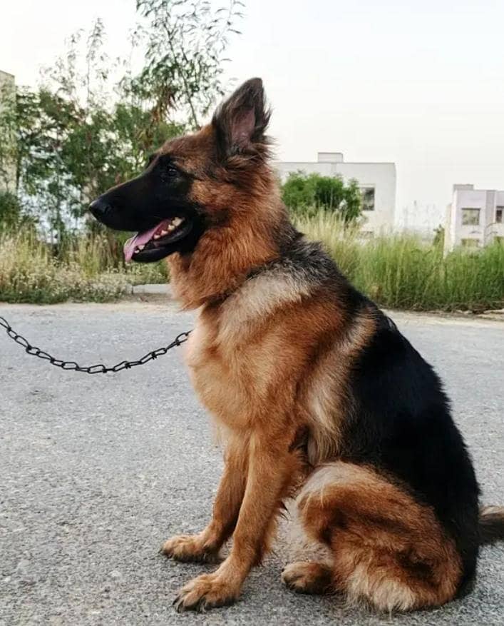 German shepherd +92 334 8670676 2
