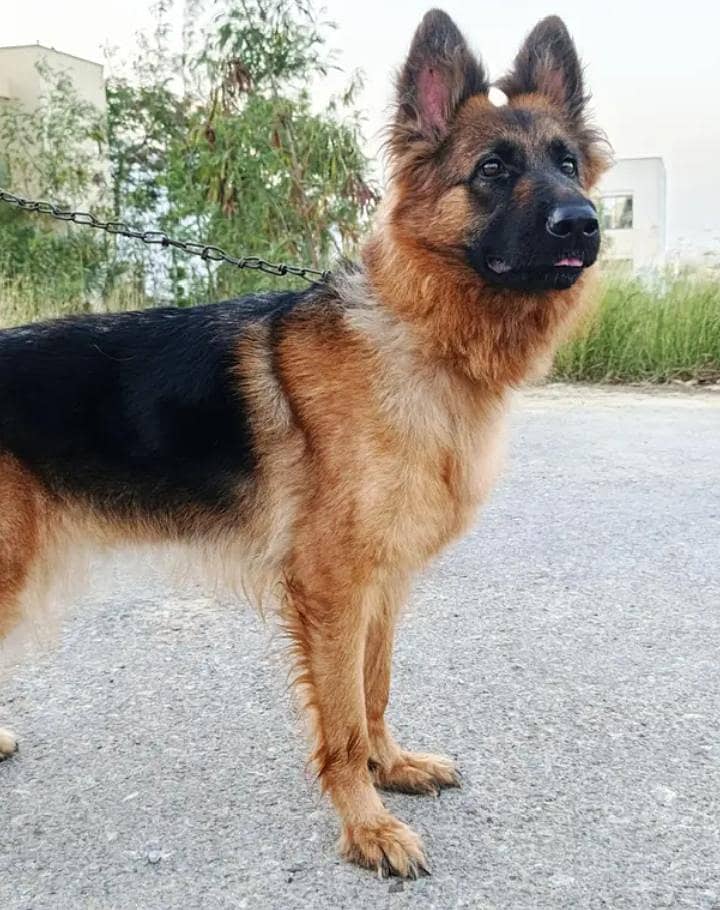 German shepherd +92 334 8670676 3