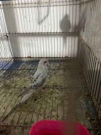 Dunfallow females for sale in karachi