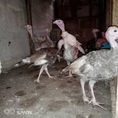 Turkey chicks for sale