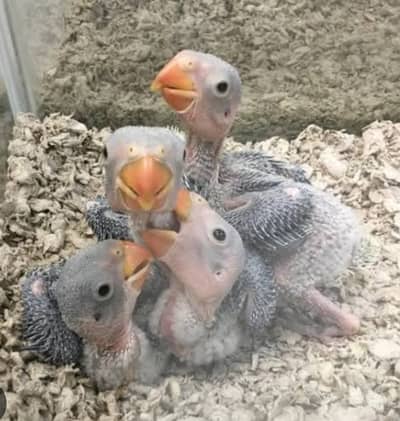 Ringneck parrot chickes for sale police foundation islambad