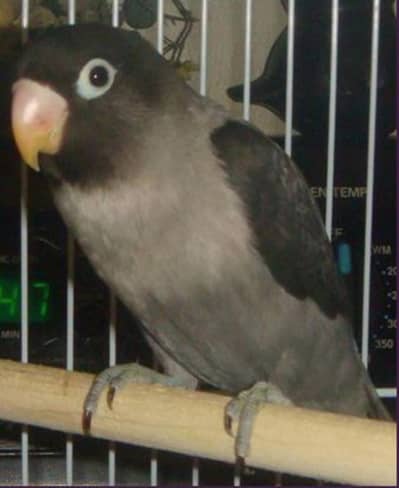 love birds for sale