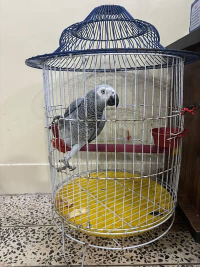 Grey Parrot