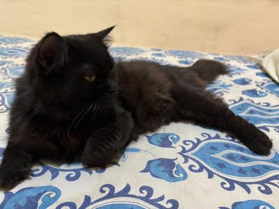 Persian cat for sale