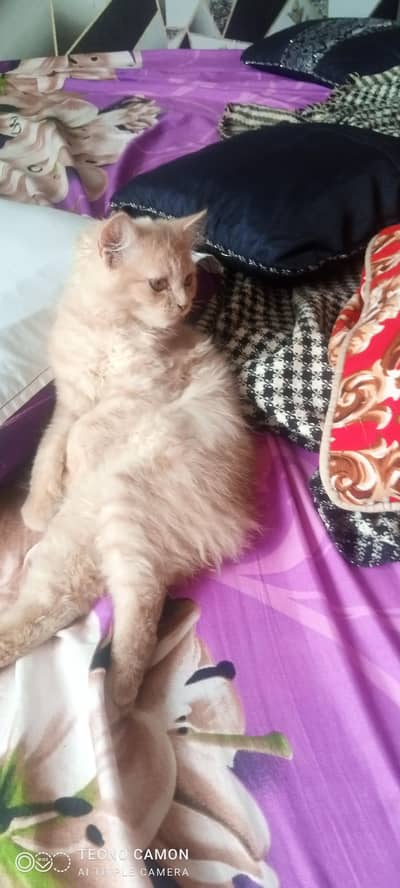 mere pass Russian female cat baby interesting log Raabta Karen