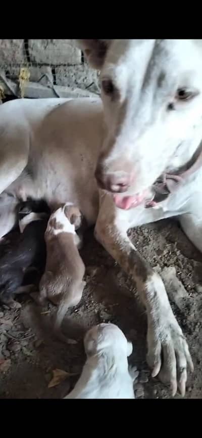pure bull terrier dogs
