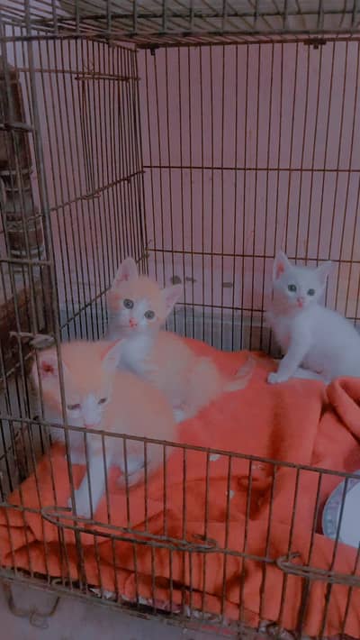 Beautiful cat for sale 