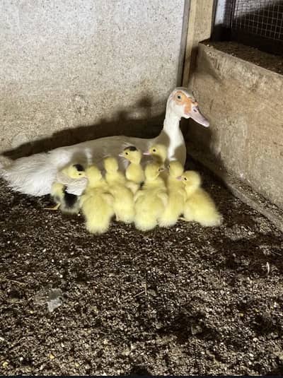 Mouscovy duck baby only for sale