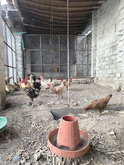 I am sale hens any one interested contact me what'spp 03157036766