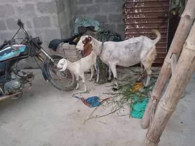 bakri bacha for sale final 50 hazar