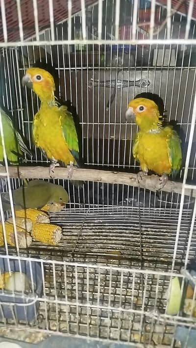 Sun Conure chicks.  Homebreed