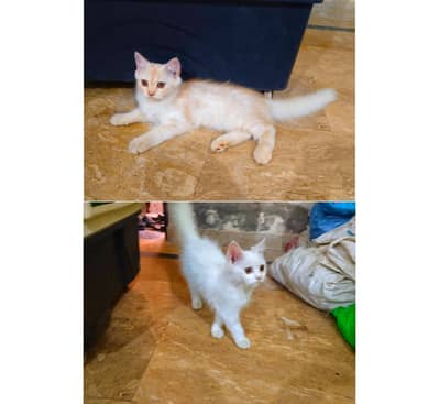 2 Persian Cats