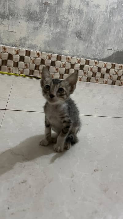 stray cat