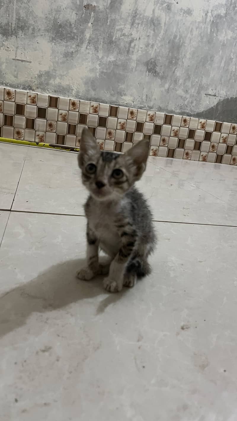 stray cat 0
