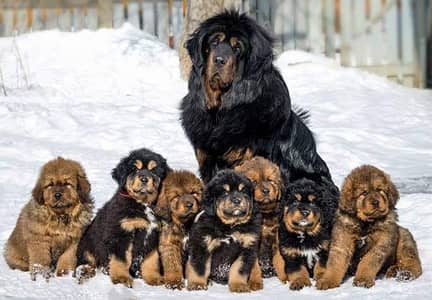 Tibetan Mastiff puppies and all types of import dog available