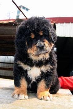 Tibetan Mastiff puppies and all types of import dog available