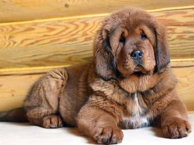 Tibetan Mastiff puppies and all types of import dog available