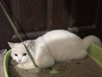 PERSIAN CAT ODD EYES