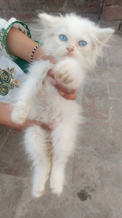 persians kittans