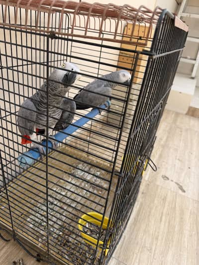 Grey parrot pair