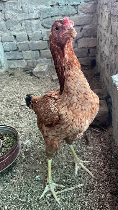 7 Hens 1 cock for sale