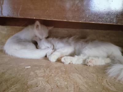 2 Persian kittens and 1 female mother