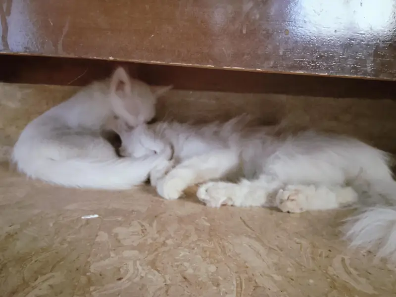 2 Persian kittens and 1 female mother