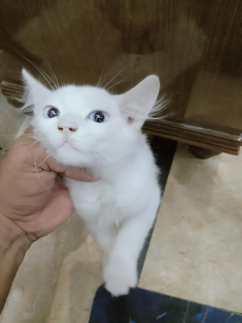 2 Persian kittens and 1 female mother — photo 2