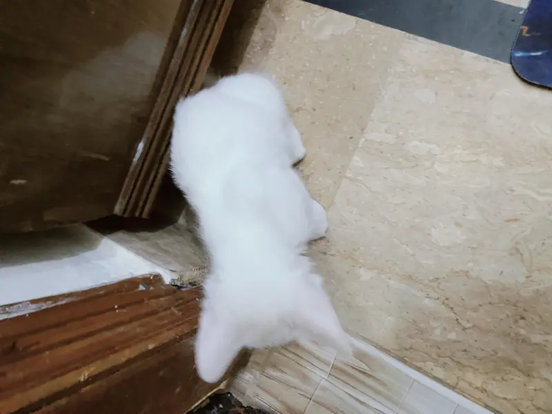 2 Persian kittens and 1 female mother — photo 3