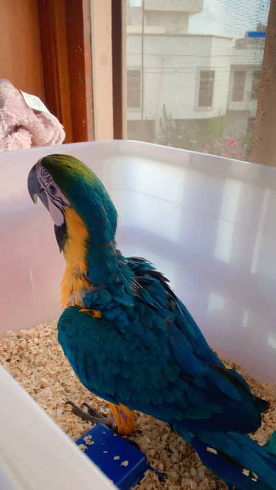 Macaw blue n gold