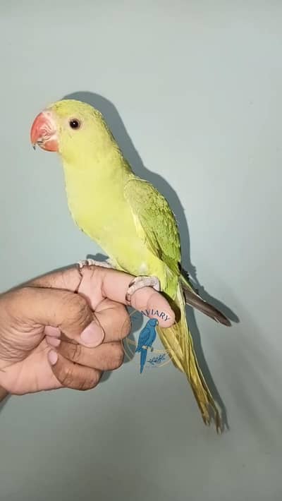 Ringneck Chick
