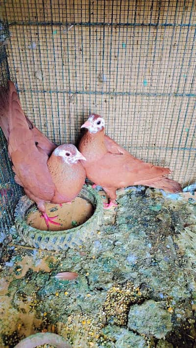 Laal Jogia Kabutar - Urgent Sale (Karachi)