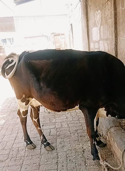 Australian mix Cow for sale 4 month confirm pregnant and 4 teeth