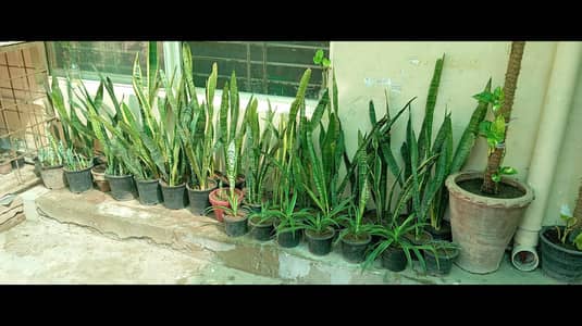 Live Snake plants for sale low price