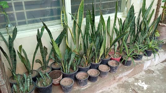 Live Snake plants for sale low price