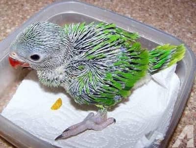 Green Ringneck Chick