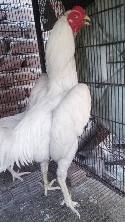 aseel oh shamo white bredar male 29k xcang parot beak chick 3017104771