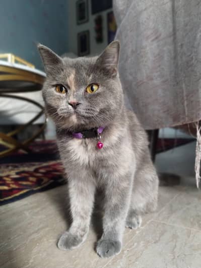 American cat , Cadbury