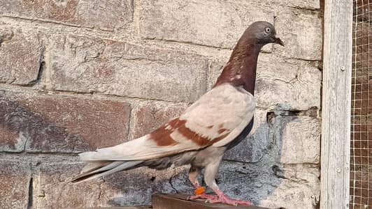 Indian Surkhe Breedar Madi