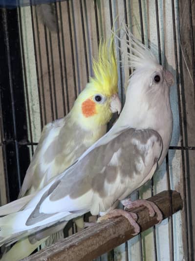 pied cocktail pair with chick