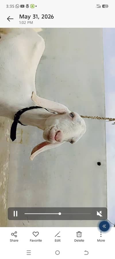 bakri white eyes dood wale