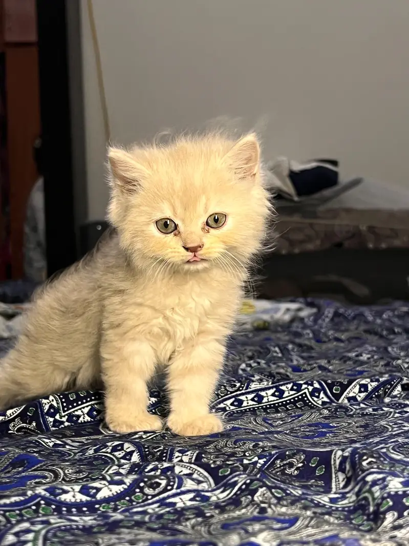 Cute & Healthy Persian Kittens Triple Coated Available — photo 7