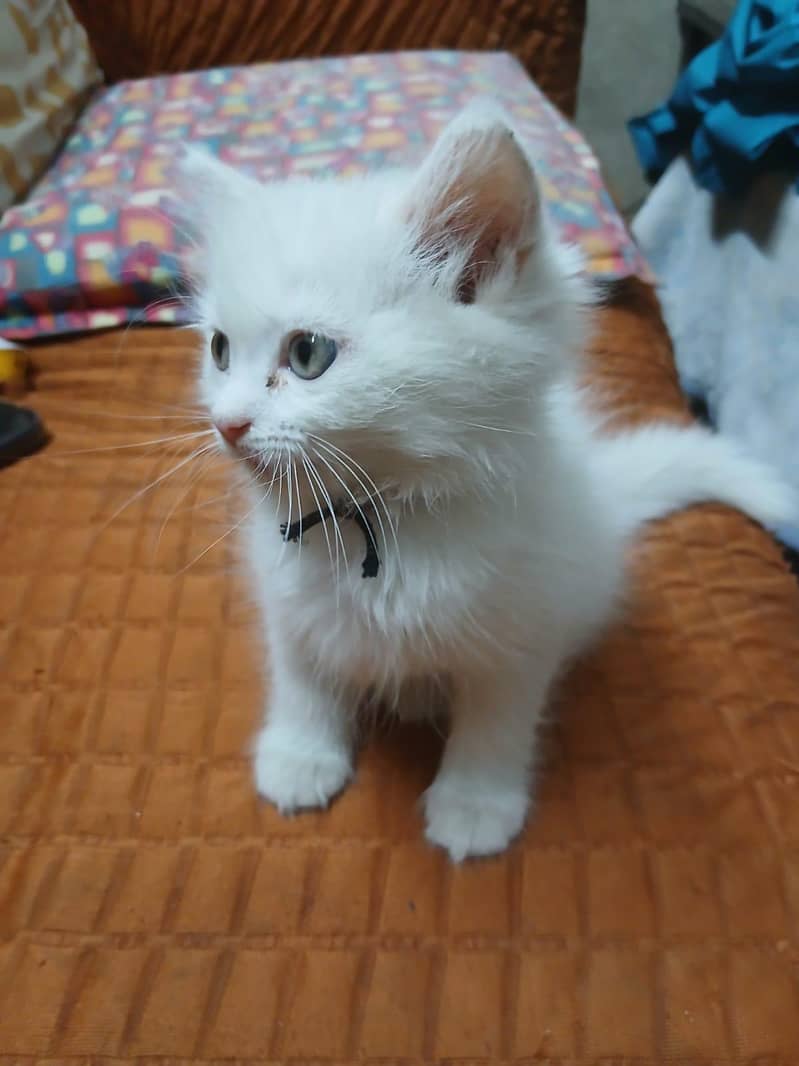 persian 0