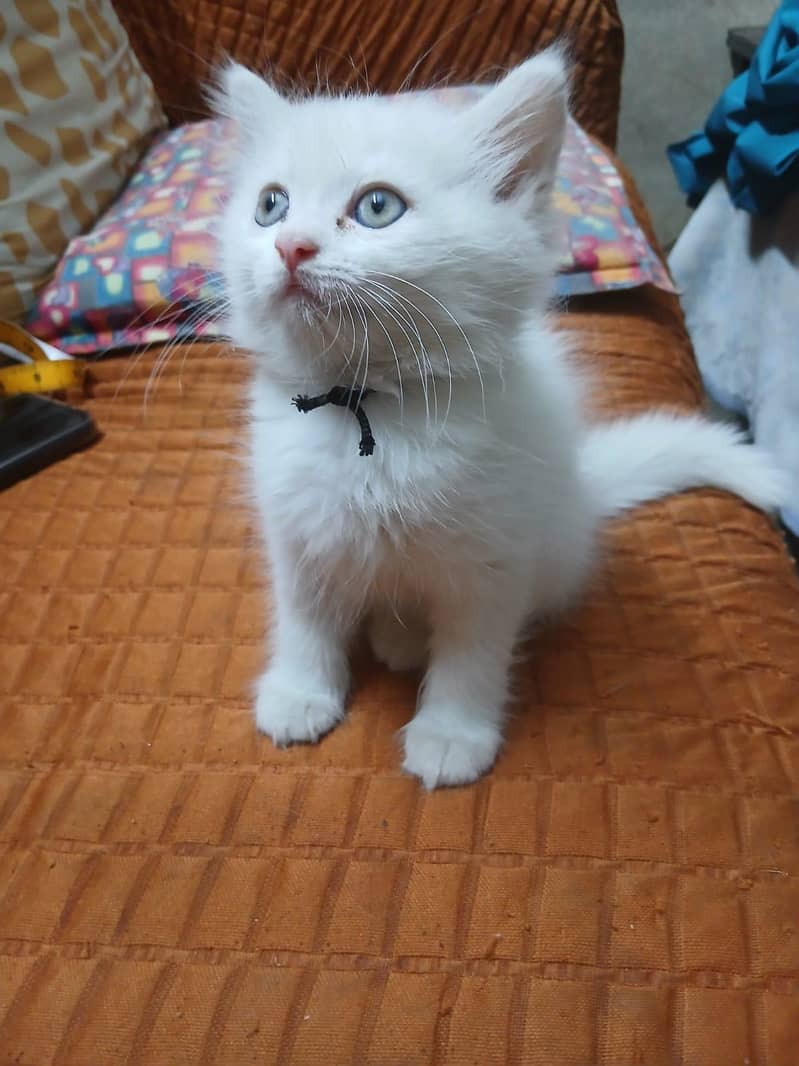 persian 1