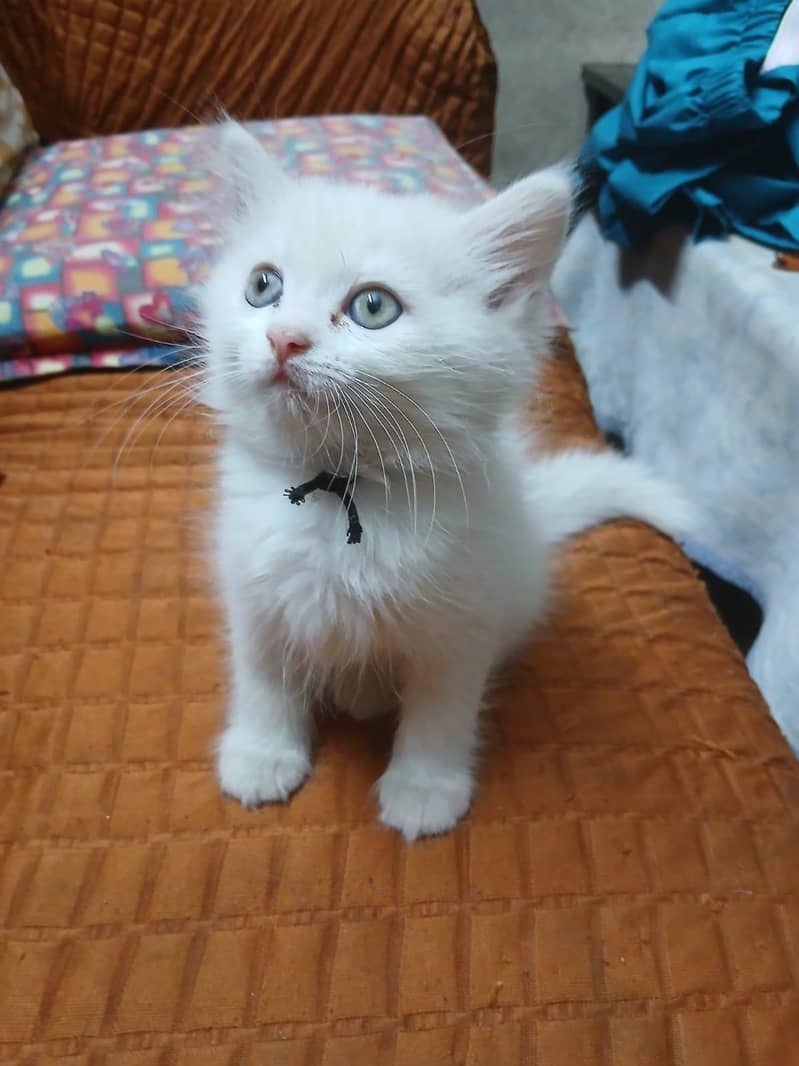 persian 2