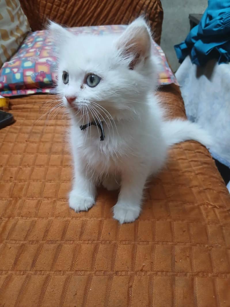 persian 3