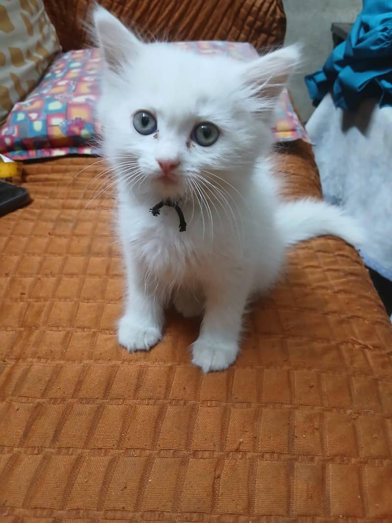 persian 4